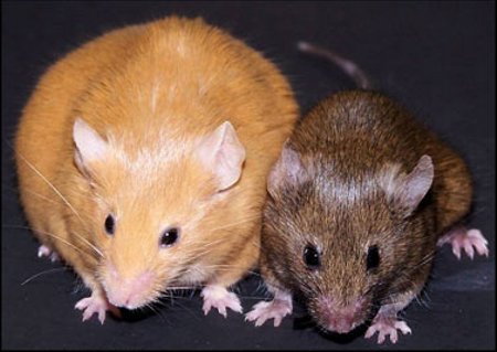 Genetiškai identiškos Agouti pelės