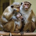 Daugiausiai streso patiria beždžionės, priklausančios vidurinei hierarchijos grandžiai