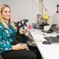 Biuro darbuotojai dalinasi visais rūpesčiais: vedžioja, šeria ir prižiūri kolegų šunis