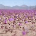 Fenomenas Čilėje – ryškiomis spalvomis pražydo Atakamos dykuma
