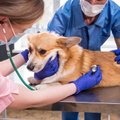 Veterinarijos gydytojas neurologas apie uždelstas pacientų problemas: gyvūnų šeimininkai jau būna neviltyje