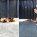 Nuostabi draugystė: aptvertas šuo kasdien laukia, kada mergina eis pro šalį ir jį paglostys