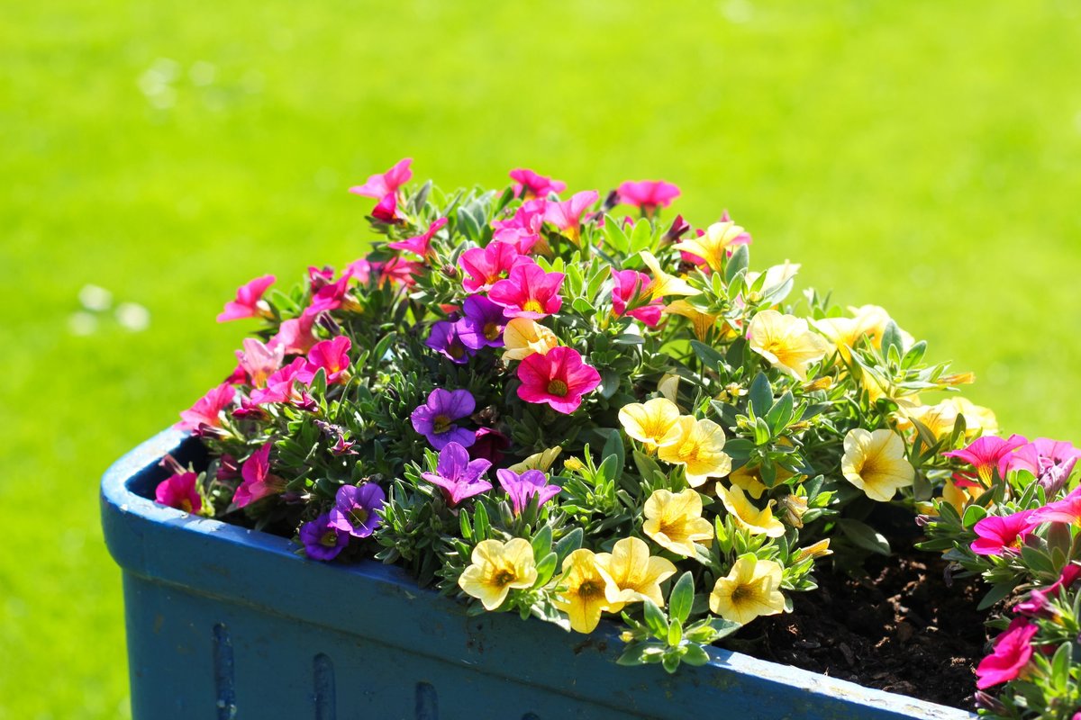 Ta vare på petunia – gratis gjødsel blomstene dine vil takke deg for og hvordan du kan dyrke en overflod av blomster