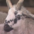 Dėl genetinės mutacijos Kinijoje gimė avinas su keturiais ragais