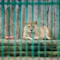 Kauno zoologijos sodas nuo rugpjūčio 9 dienos uždaromas renovacijai