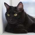 Tikroji priežastis, dėl kurios juodos katės pelnė prastą reputaciją