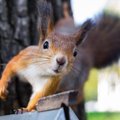 Pakeistas invazinių rūšių sąrašas – kas jame naujo