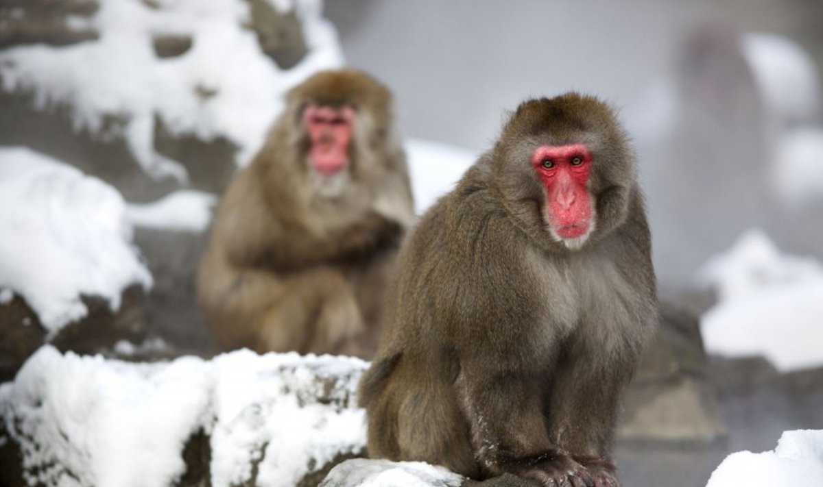 Japoninės makakos