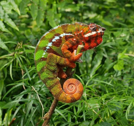 Gražus augalo "žiedelis" su akutėmis - gudrusis chameleonas