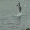 Delfinė Australijoje išmokė savo būrio narius vaikščioti ant uodegos