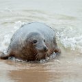 Lithuanian police, border guards join search for seal killers
