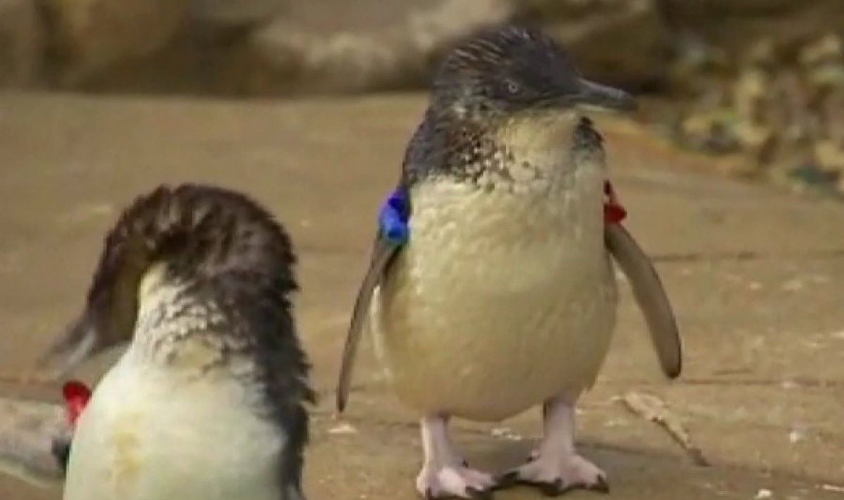 Pingviniukas turės ką papasakoti gentainiams