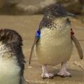 Į teminį parką sugrįžo naktinių lėbautojų pavogtas pingvinas