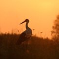 Britų ornitologas rado tobulą Lietuvos vietą paukščių rojui