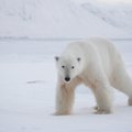 Baltieji lokiai yra tobulai prisitaikę gyventi Arktyje: STEALTH technologija turi ko pasimokyti