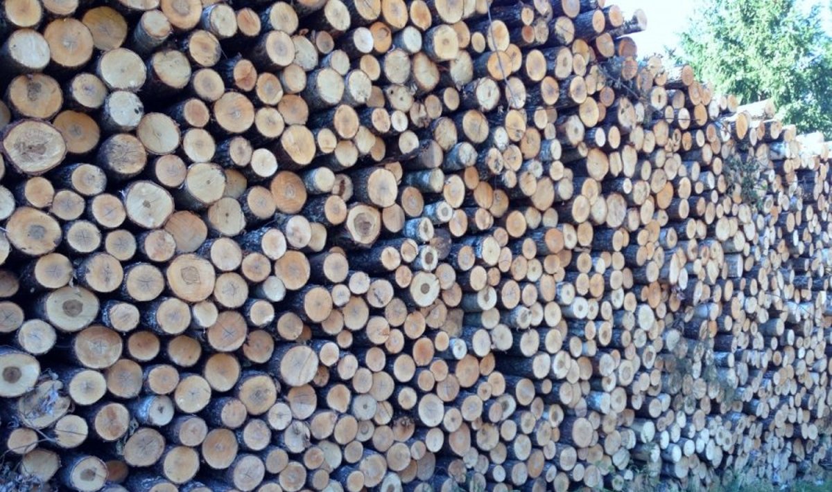 Ignalinos miškų urėdijoje netinkamai tvarkoma mediena