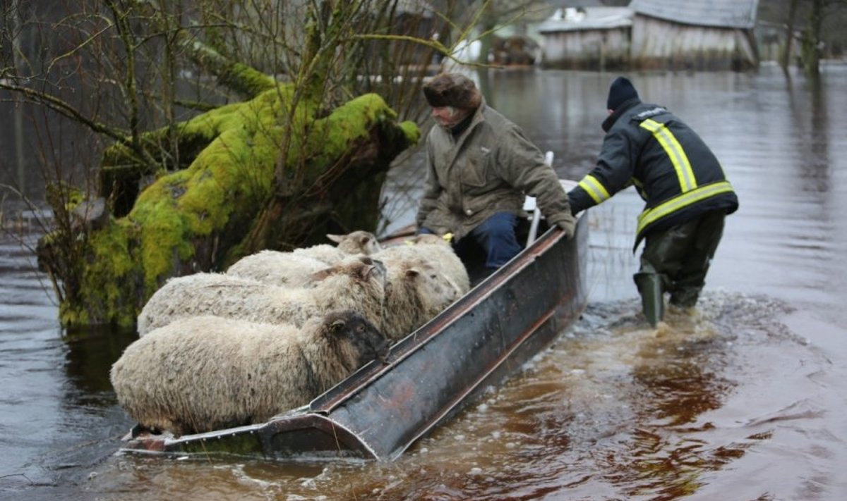 Avių gelbėjimo operacija Šilutėje, pernykščių potvynių metu