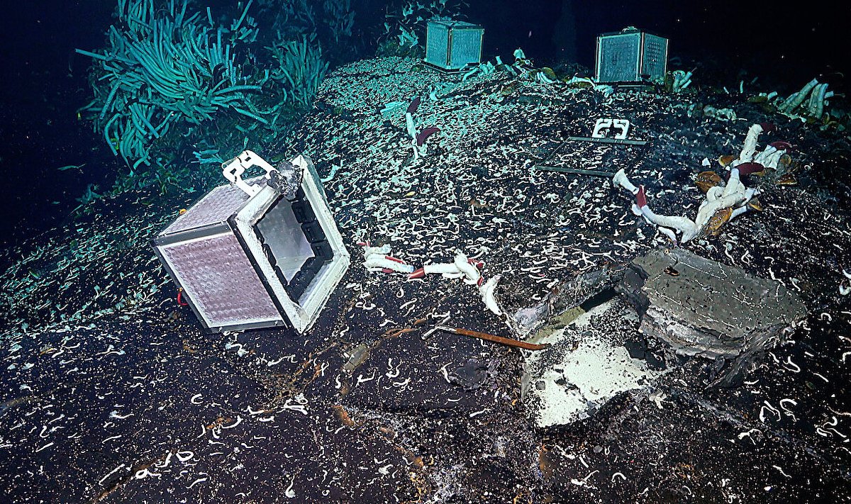 Povandeninis Ramiojo vandenyno pasaulis. Schmidt Ocean Institute/Scanpix nuotr.