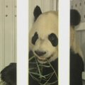 Pandų diplomatija: iš Kinijos į Kanadą jas atskraidino siuntų tarnyba