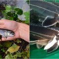 Praėjusiais metais Lietuvos vandens telkiniai gausiai praturtinti įvairiomis žuvimis