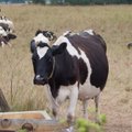 Mokytojai ūkį pradėjo kurti nuo dovanotų karvių