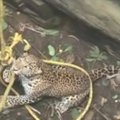 Indijoje išgelbėtas šulinyje įstrigęs leopardas