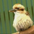 Nutukusi Kukabara išsiųsta į „paukščių treniruočių stovyklą“