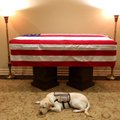 Jautrus atsisveikinimas: Džordžo H. V. Bušo šuo budėjo prie mirusio šeimininko karsto