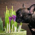 7 augalai, kurie yra itin pavojingi šunims: jei augintinis jų paragavo, skubėkite pas veterinarą