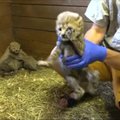 Prahos zoologijos sode gepardo jauniklius apžiūrėjo veterinarai