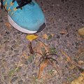 Gyvenamajame Vilniaus rajone nustebino didžiulis voras