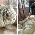 Australijoje sugauta avis rekordininkė
