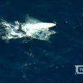 Vienintelis pasaulyje baltasis kuprotasis banginis Migaloo pastebėtas prie Australijos krantų