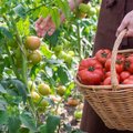Pomidorų daigai – kaip juos teisingai auginti