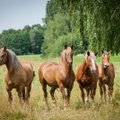 Žemės ūkio ministerija persitvarko – atsisako daugumos žirgų