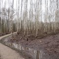 Medienos perdirbėjai – lietuvišką mišką išsiveža latviai