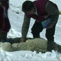 Sniegas Peru pražudė 133 alpakas