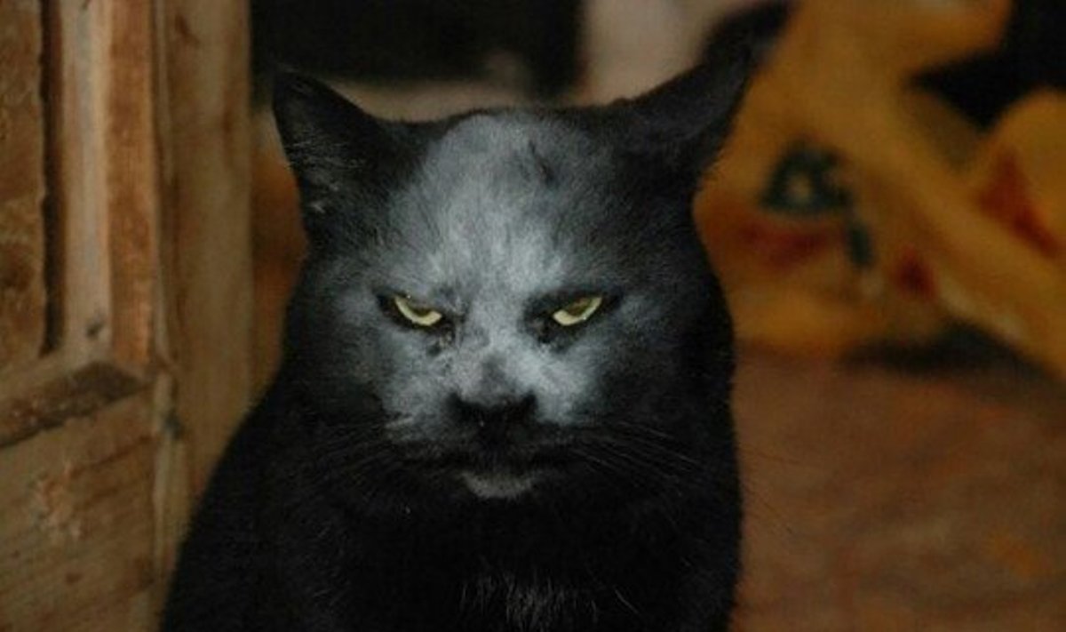Demoniška katė