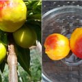 Vilnietė egzotinių vaisių neperka: namuose užsiaugina citrinų, mandarinų, apelsinų ir daugelį kitų