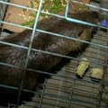 Kinijoje sugauta 5 kilogramus sverianti žiurkė
