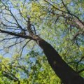 Arboristų patarimai: ko (ne)daryti genėjant ar auginant medžius?