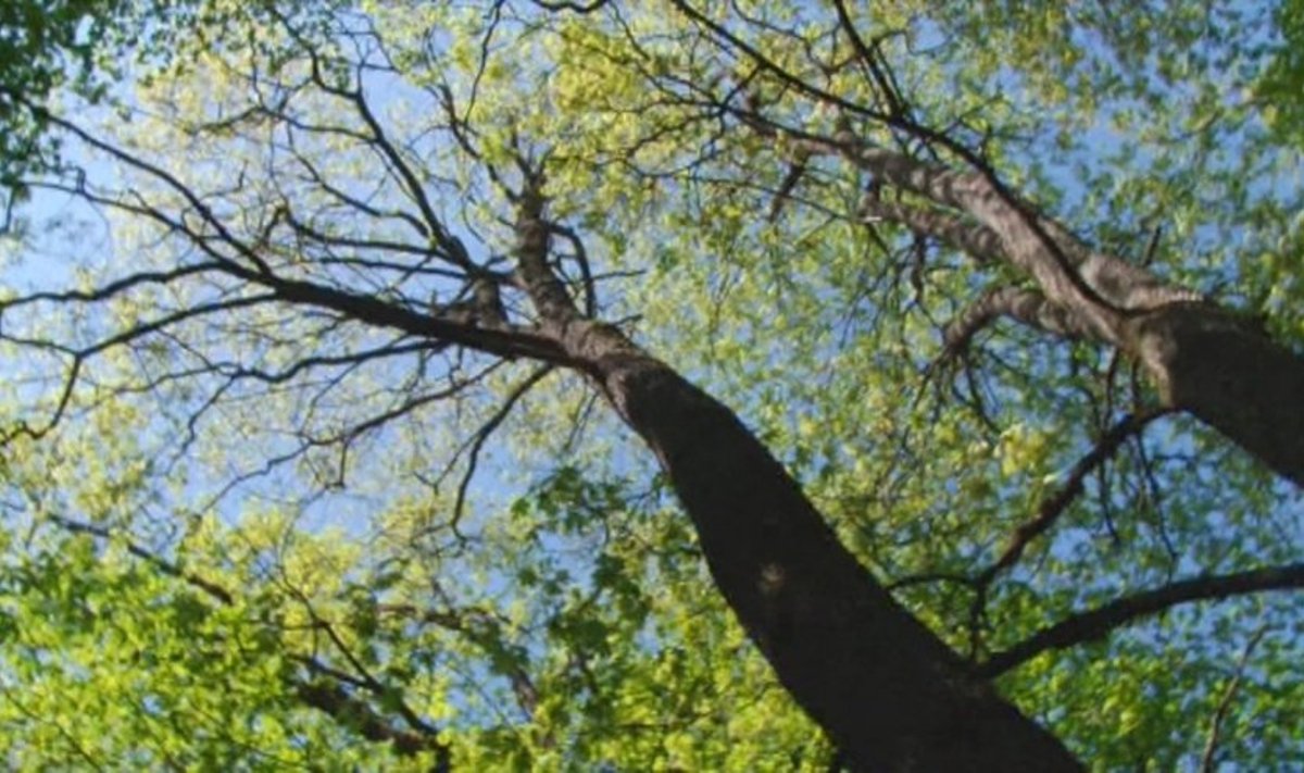 Medis - ne tik deguonies gamykla, bet ir gausybės rūšių "bendrabutis" 