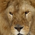 Žmonių pamėgto liūto žudikui internete linkima „supūti pragare“