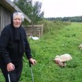 Vilkai papjovė tris neįgalios moters avis