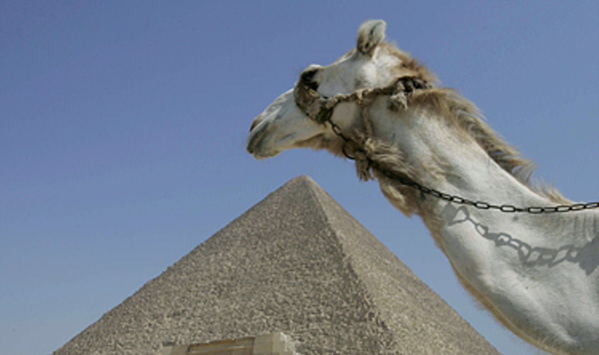 Kupranugaris šalia Gizos piramidės Egipte. 