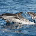 Britų žvalgyba: Rusija Kryme treniruoja kovinius delfinus