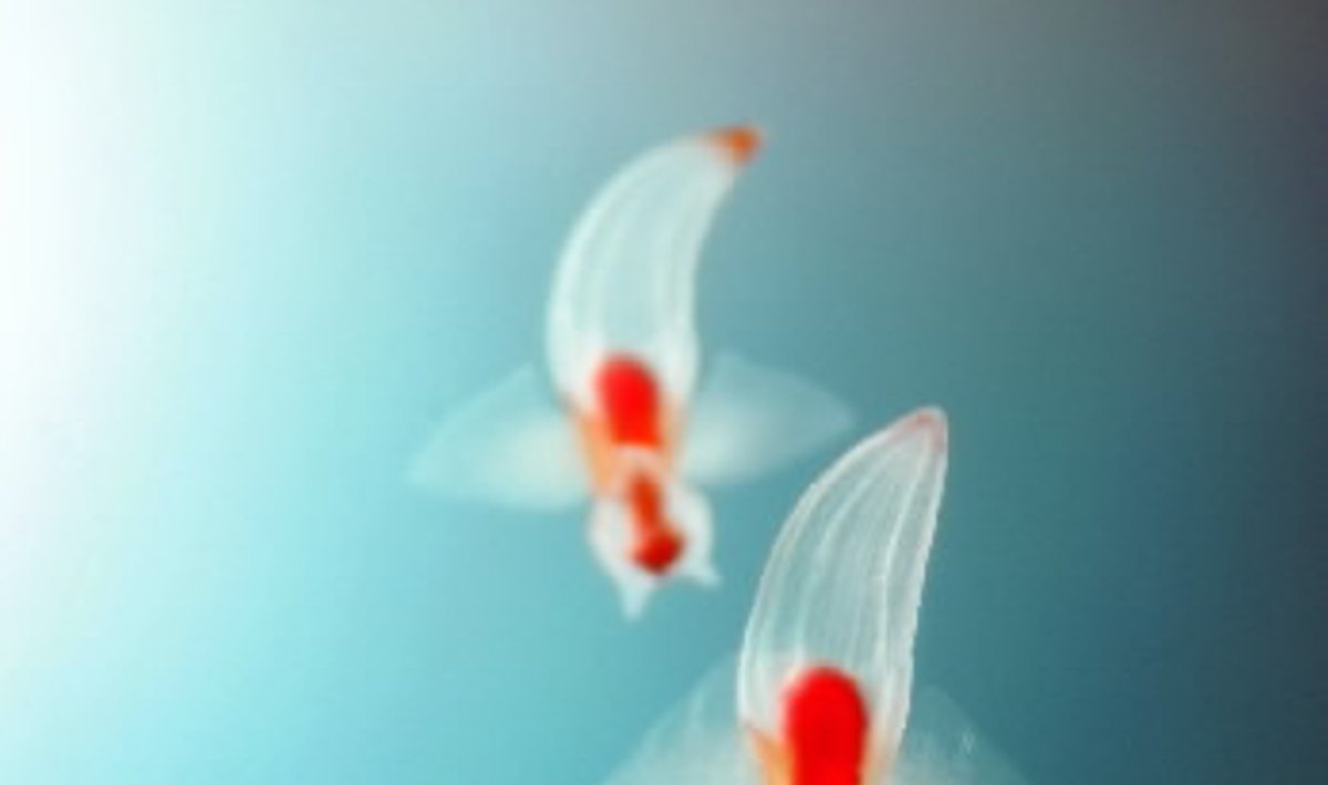 Vandens gyvūnai klionai arba kitaip "jūrų angelai" plaukioja Tokijo akvariume.