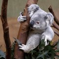 9 mėnesių koalos jauniklis mokosi lipti į medį