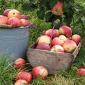 Kaip tinkamai nuskinti obuolius ir išlaikyti per žiemą