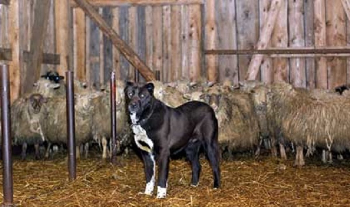 Vilkogaudė Žakut gyvena kartu su avimis / "Mano ūkis" nuotr.